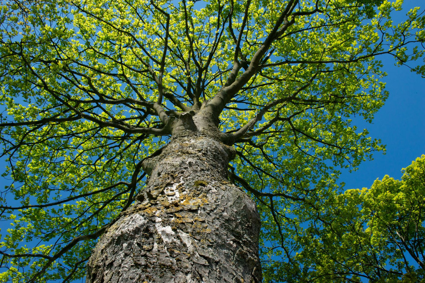 De belangrijke rol van bomen in onze samenleving